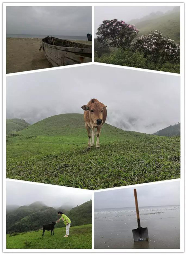 5月1日，陽(yáng)西藍(lán)袍藍(lán)看海，陽(yáng)春雞籠頂?shù)巧劫p高山杜鵑