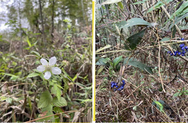 凝心聚力再出發(fā)，風(fēng)雨同舟赴星溪！--廣東博皓2024龍年首登星溪之旅     -5