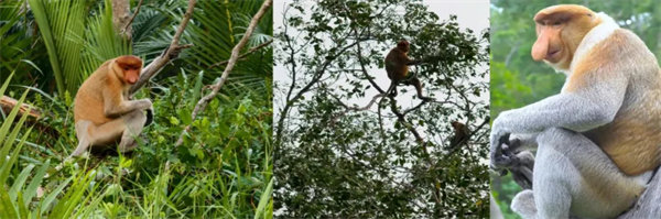 暢游碧海藍(lán)天，共筑團(tuán)隊(duì)夢想—博皓沙巴風(fēng)情之旅        -3