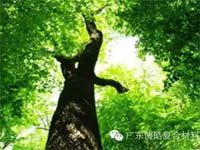 【博皓感悟】欲為大樹，莫與草爭(zhēng)