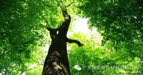 【博皓感悟】欲為大樹，莫與草爭(zhēng)-1