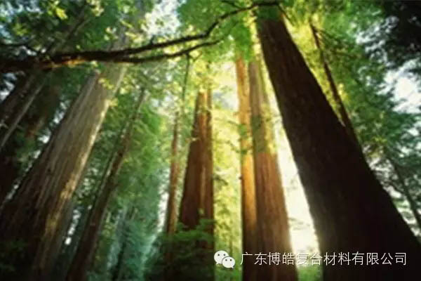 【博皓感悟】欲為大樹，莫與草爭(zhēng)-2