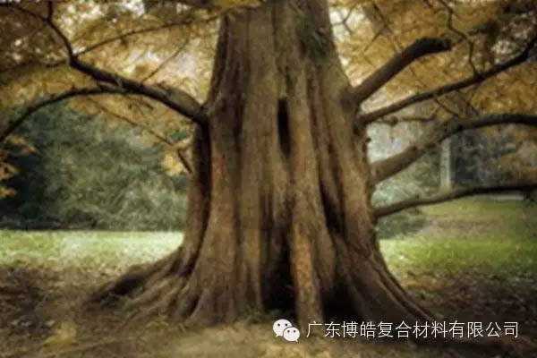 【博皓感悟】欲為大樹，莫與草爭(zhēng)-4