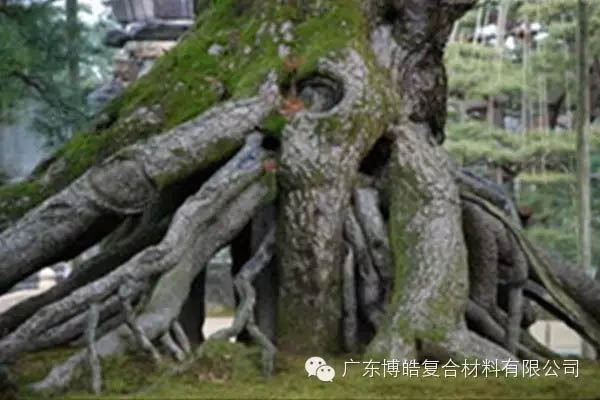 【博皓感悟】欲為大樹，莫與草爭(zhēng)-5