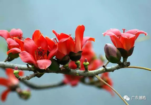 正值人間四月天，博皓2017年一季度會議拉開了序幕